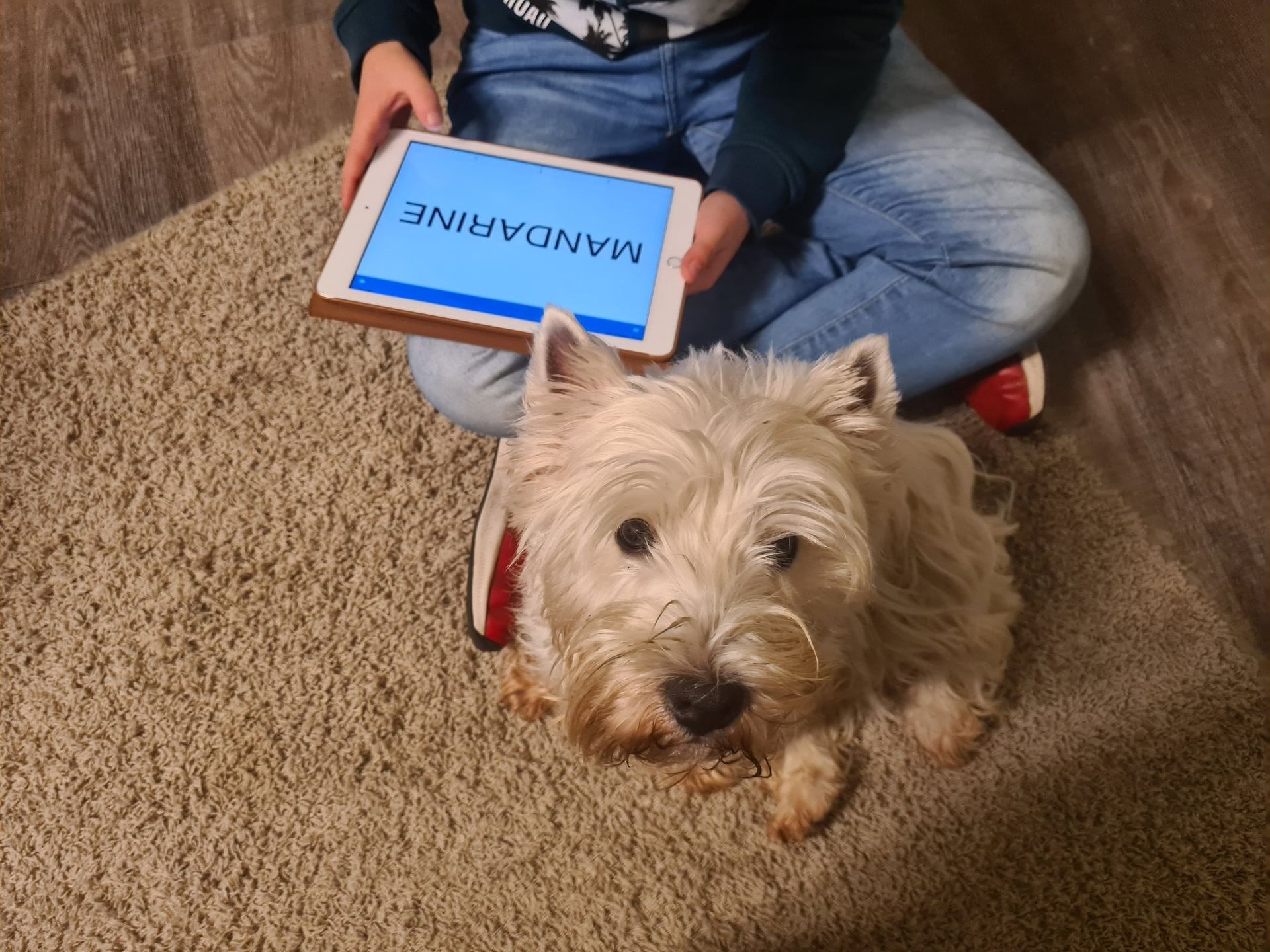 Weißer West Highland Terrier sitzt auf einem Teppich neben einem Kind, das ein Tablet mit dem Wort MANDARINE hält